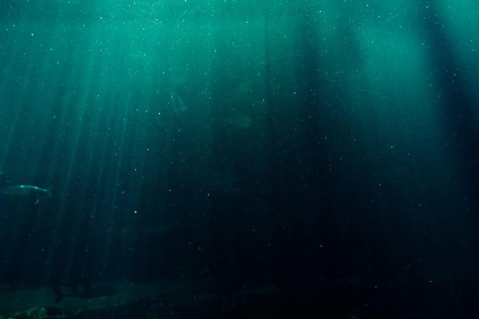 A dark-depth water environment, indicating it may be a deep depth